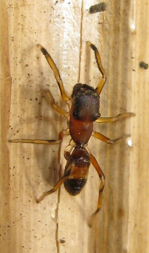 Myrmarachne formicaria femmina