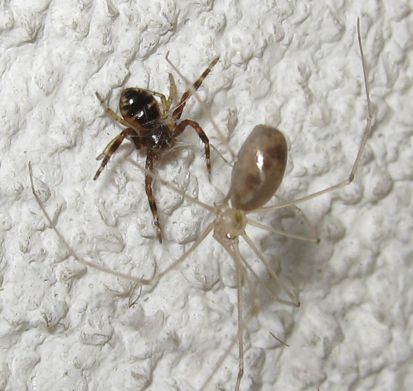 Synema globosum incontra   Pholcus phalangioides - Treviso