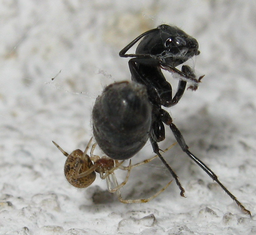 Parasteatoda preda formica - Treviso (TV)