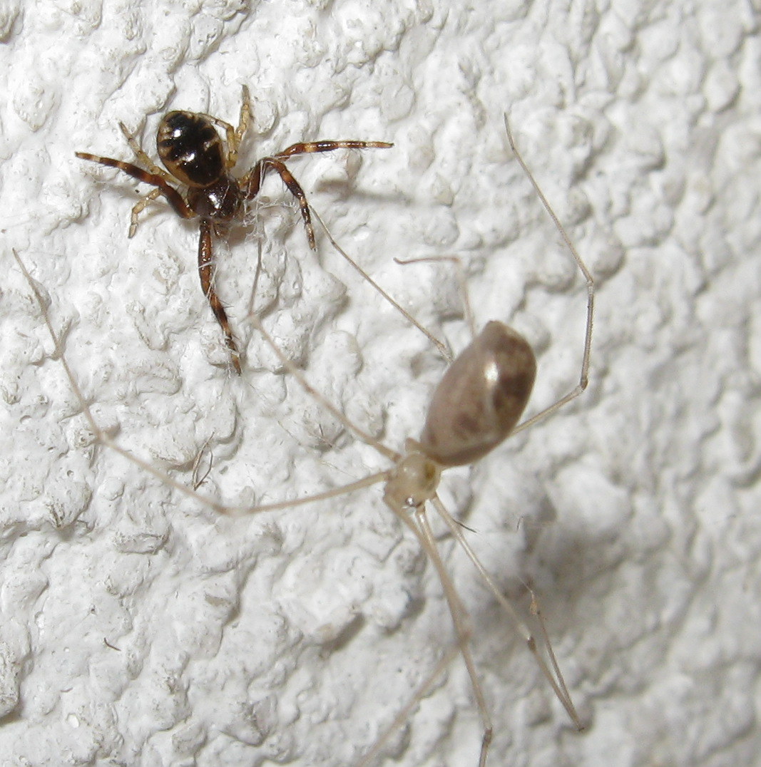 Synema globosum incontra   Pholcus phalangioides - Treviso