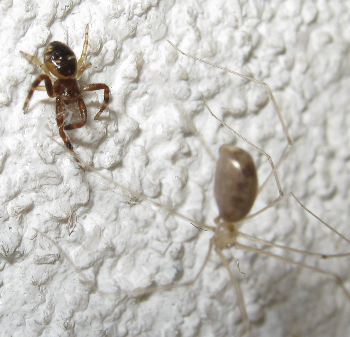 Synema globosum incontra   Pholcus phalangioides - Treviso