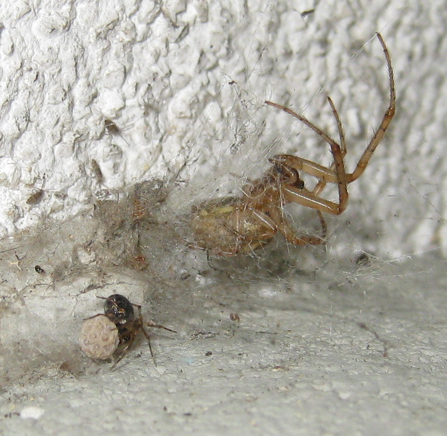 Sardinidion blackwalli preda Zygiella sp. - Treviso