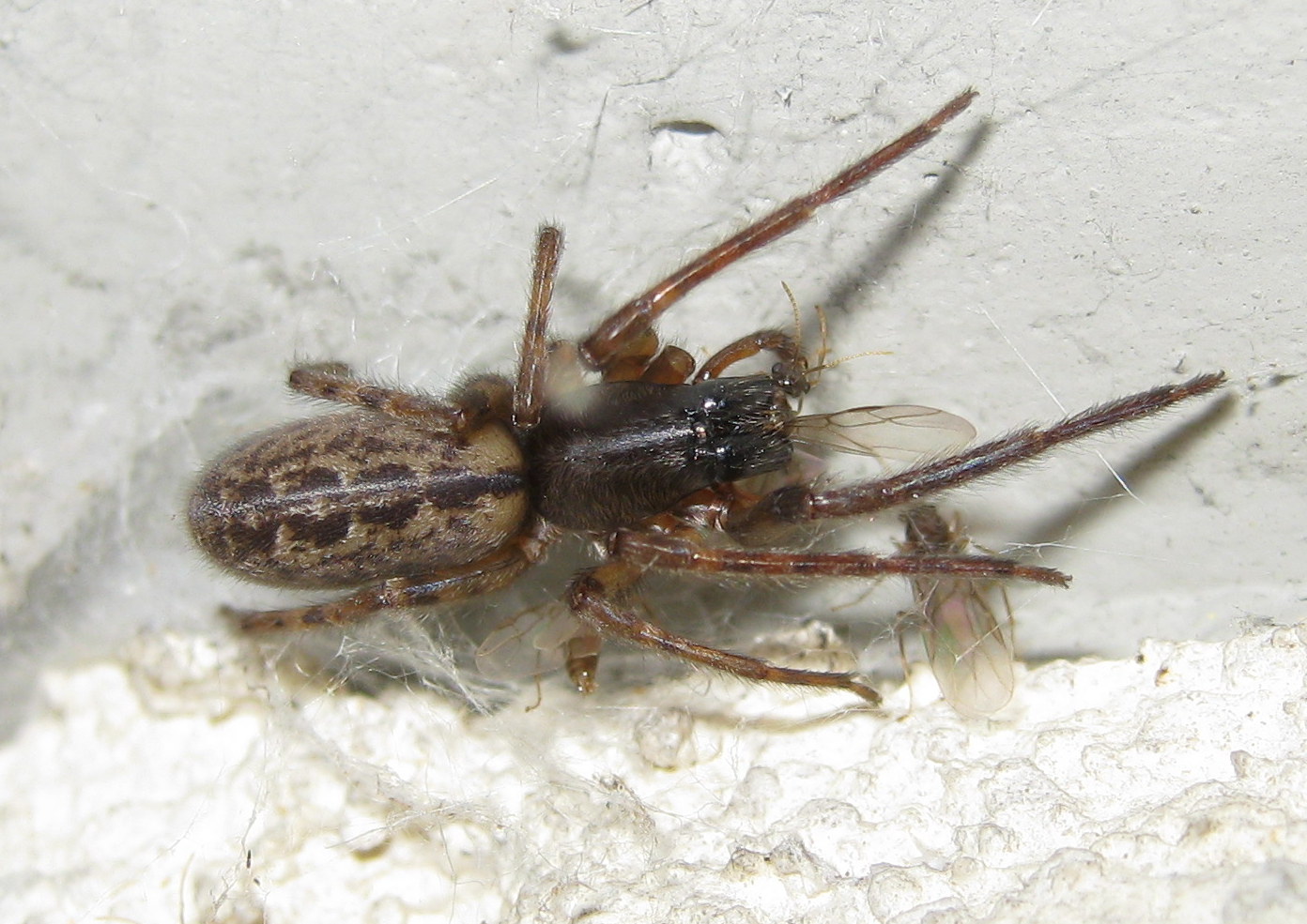 Segestria bavarica preda formica - Treviso (TV)