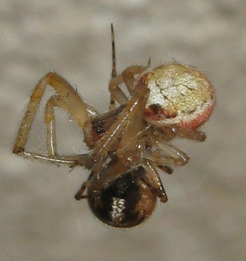 Sardinidion blackwalli preda Zygiella sp. - Treviso