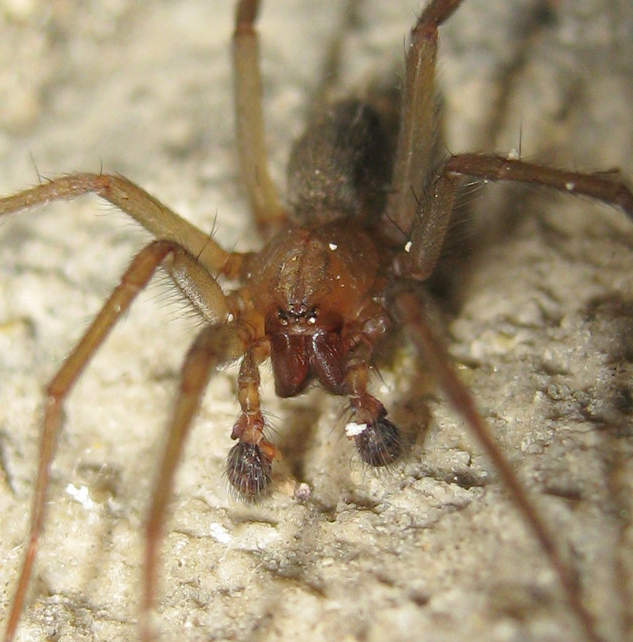 Agelenidae