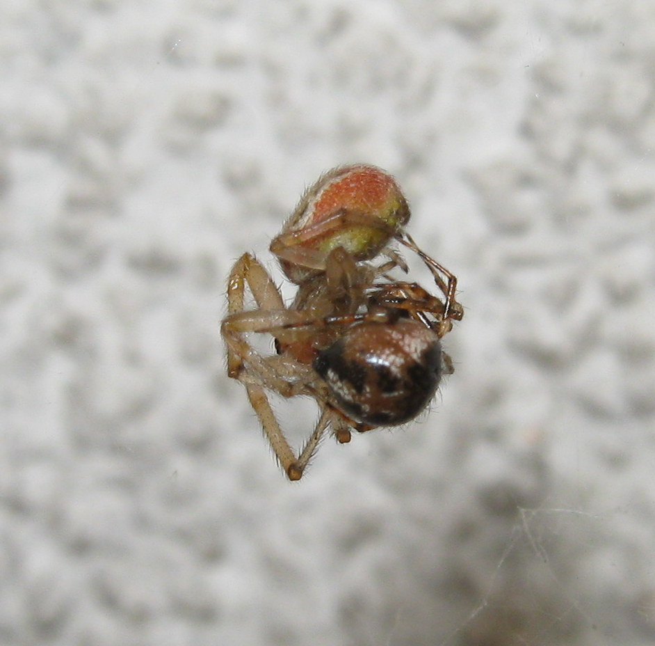 Sardinidion blackwalli preda Zygiella sp. - Treviso