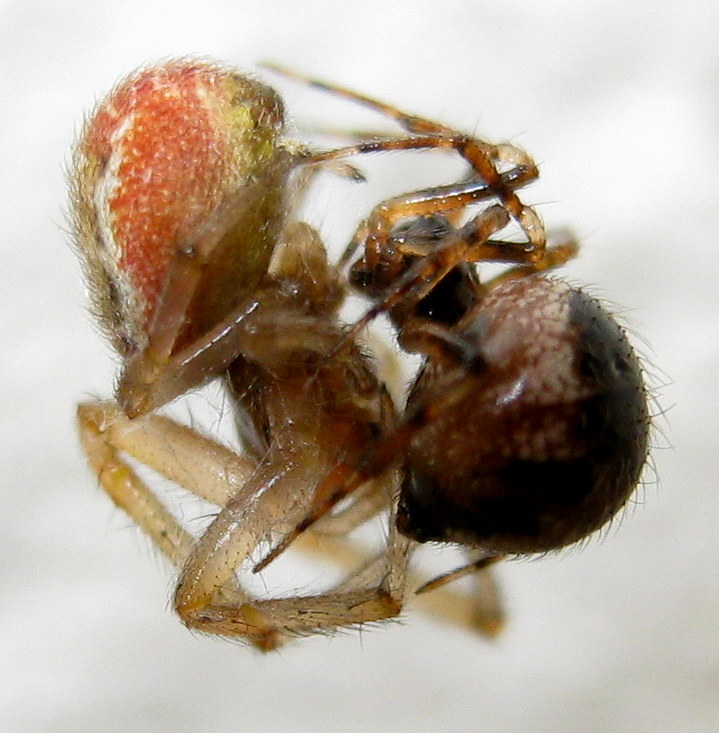 Sardinidion blackwalli preda Zygiella sp. - Treviso