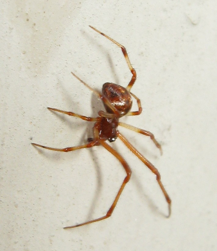 Theridiidae:  Parasteatoda lunata  - Treviso