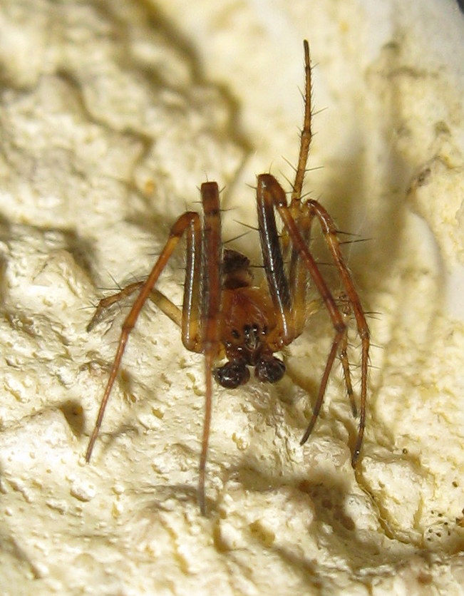 Araneidae: maschio di Zilla diodia  - Treviso