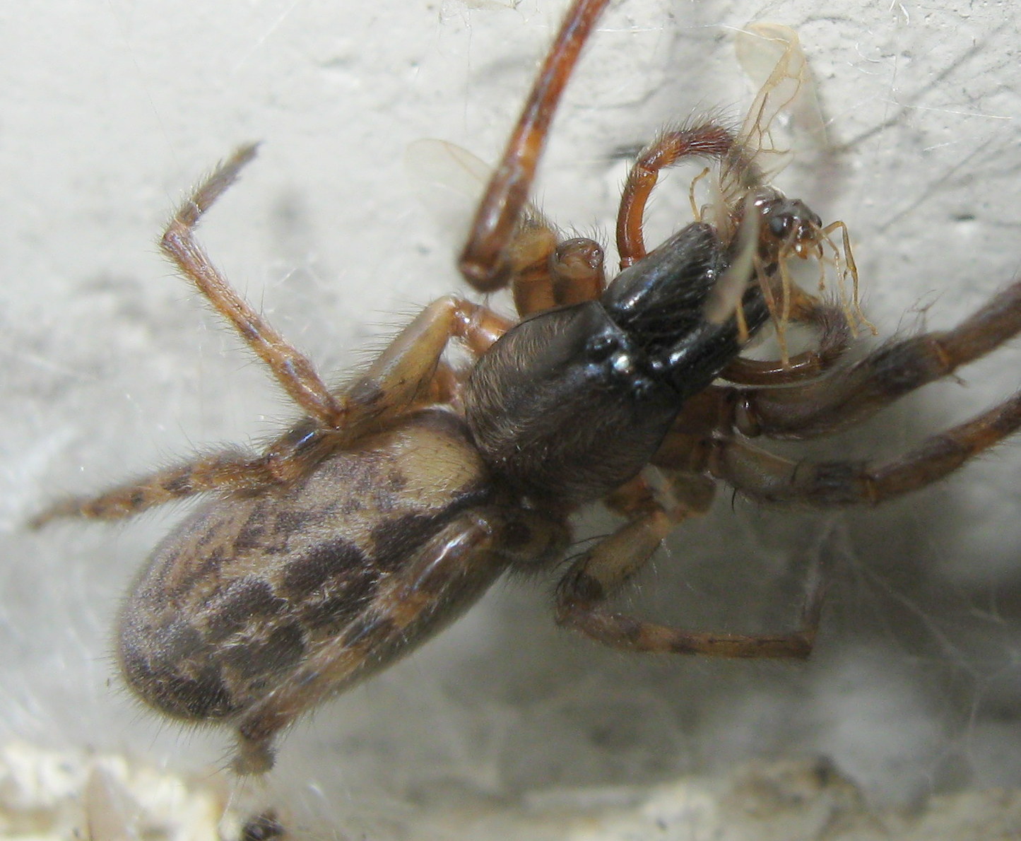 Segestria bavarica preda formica - Treviso (TV)