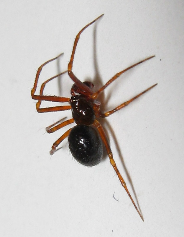 Sardinidion blackwalli maturazione dei maschi - Treviso (TV)