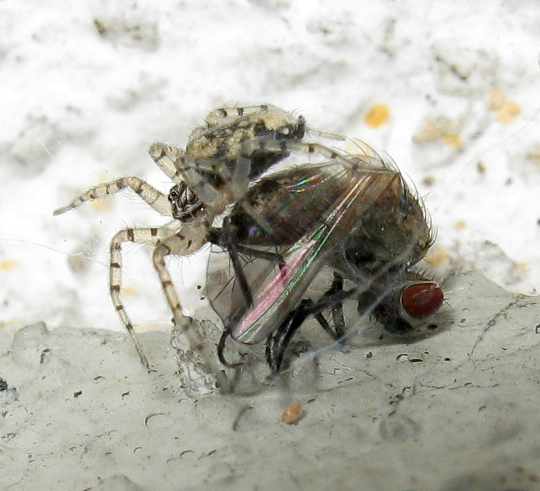 Oecobius maculatus preda dittero - Treviso (TV)