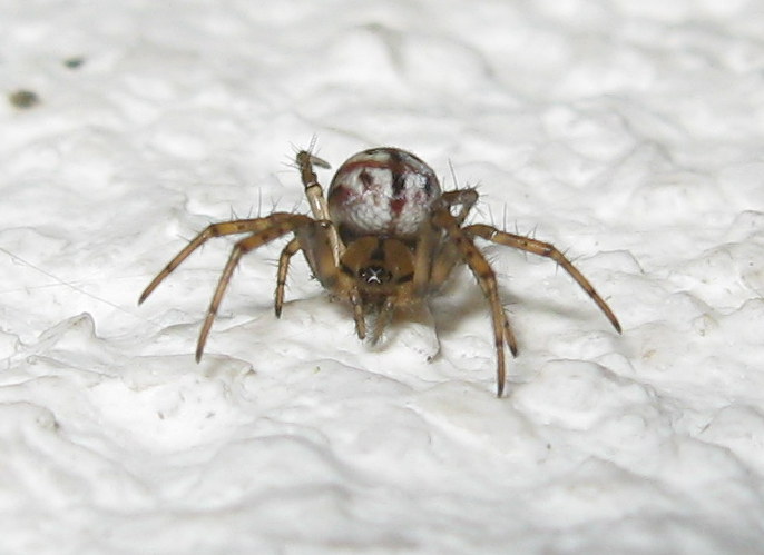 Giovane di Mangora acalypha  -  Treviso