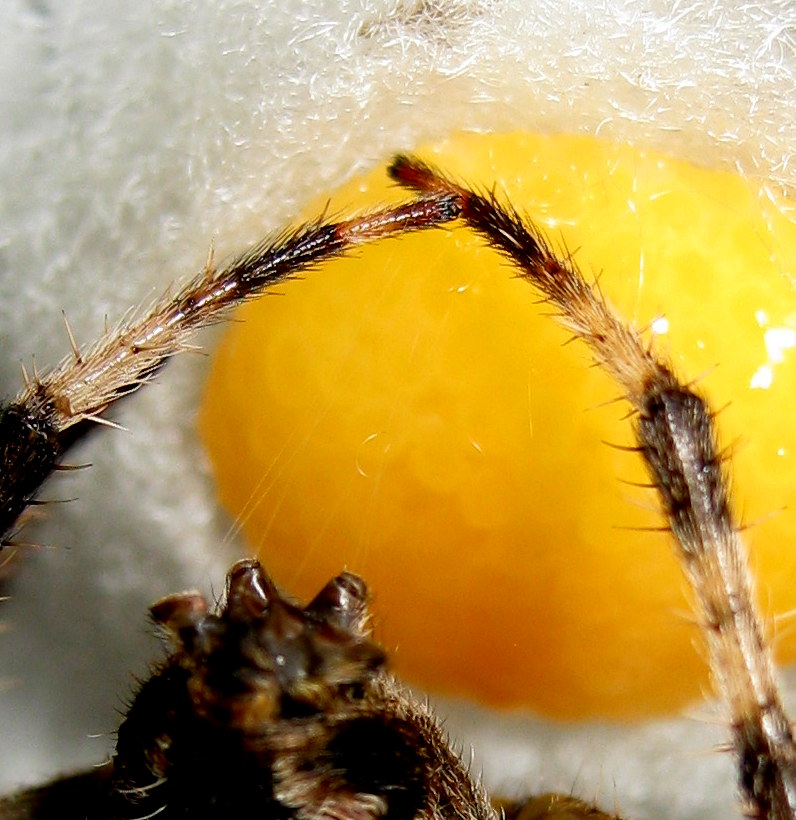 Araneus diadematus: deposizione uova - Treviso
