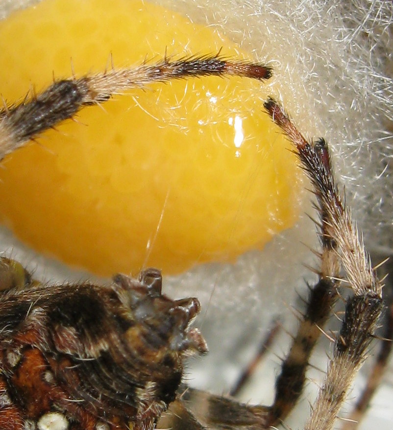 Araneus diadematus: deposizione uova - Treviso