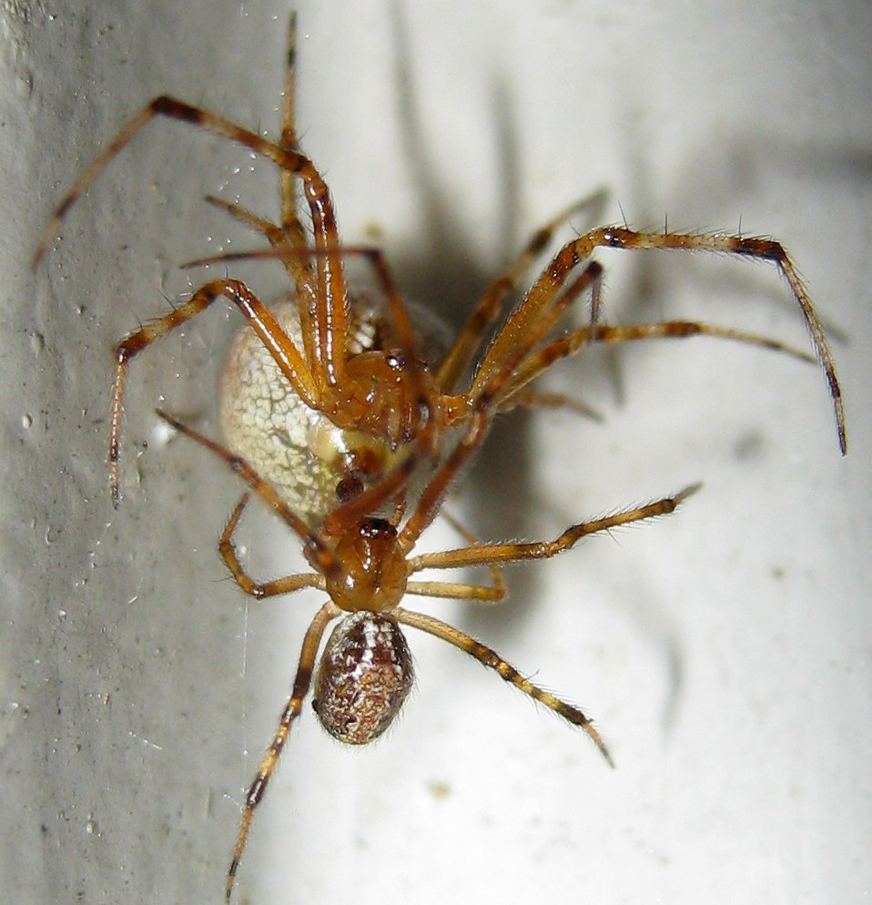 Theridion sp.: particolari di accoppiamento - Treviso