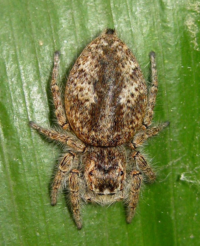 Femmina di Philaeus chrysops - Treviso (TV)