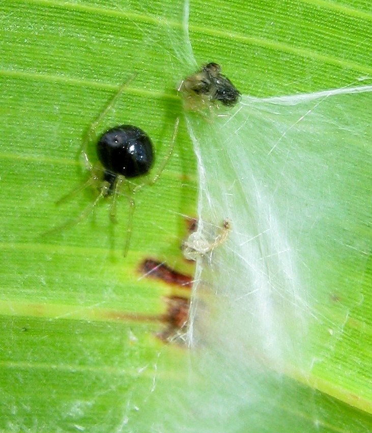 Theridula gonygaster - Lughignano (TV)