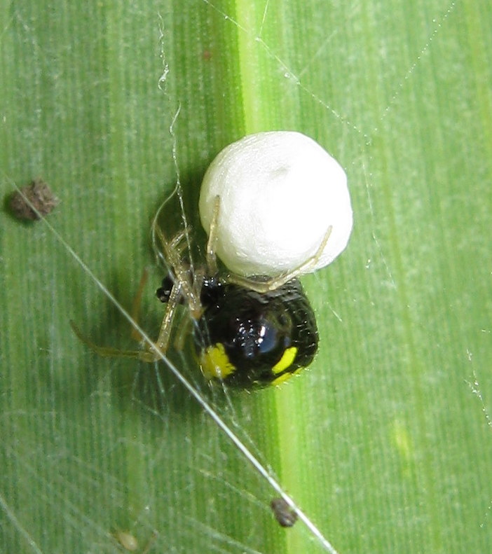 Theridula gonygaster con ovisacco - Lughignano (TV)