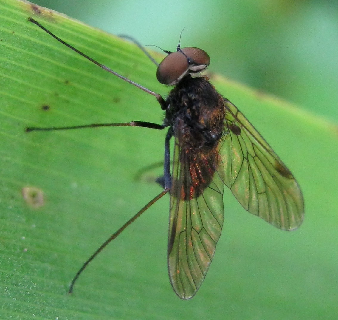 Maschio di Chrysopilus (Rhagionidae)