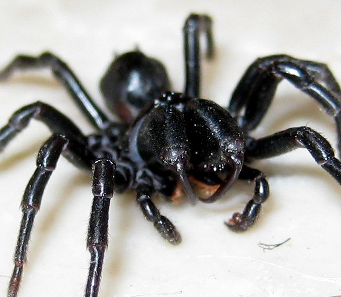 Maschio di Atypus sp. - Treviso (TV)