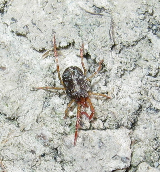 Erythraeus sp.