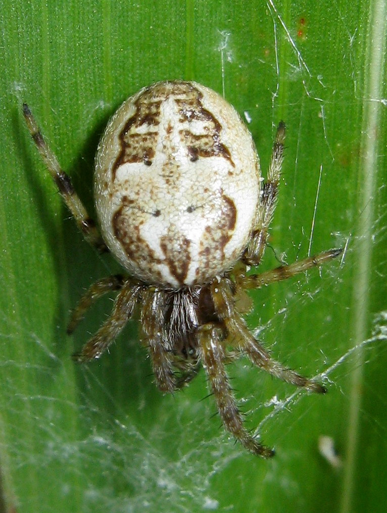 Larinioides cornutus?