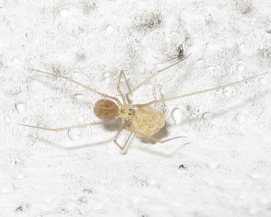 Spermophora senoculata maturazione uova