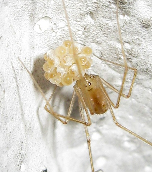 Spermophora senoculata maturazione uova