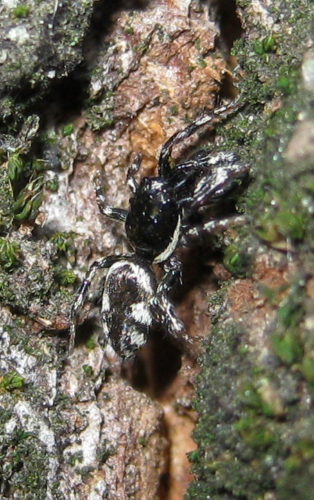 Salticus sp.