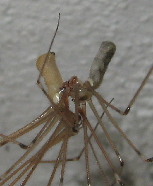 Pholcus phalangioides accoppiamento