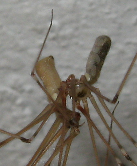 Pholcus phalangioides accoppiamento