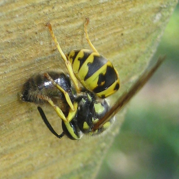 Vespula sp? preda ape