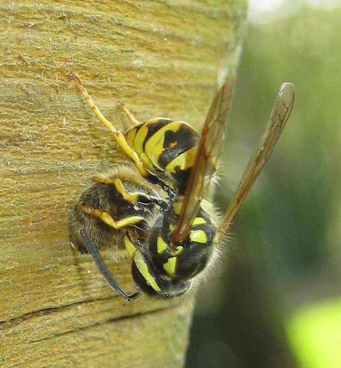 Vespula sp? preda ape