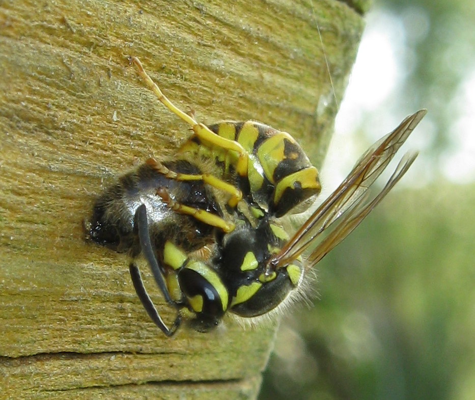 Vespula sp? preda ape