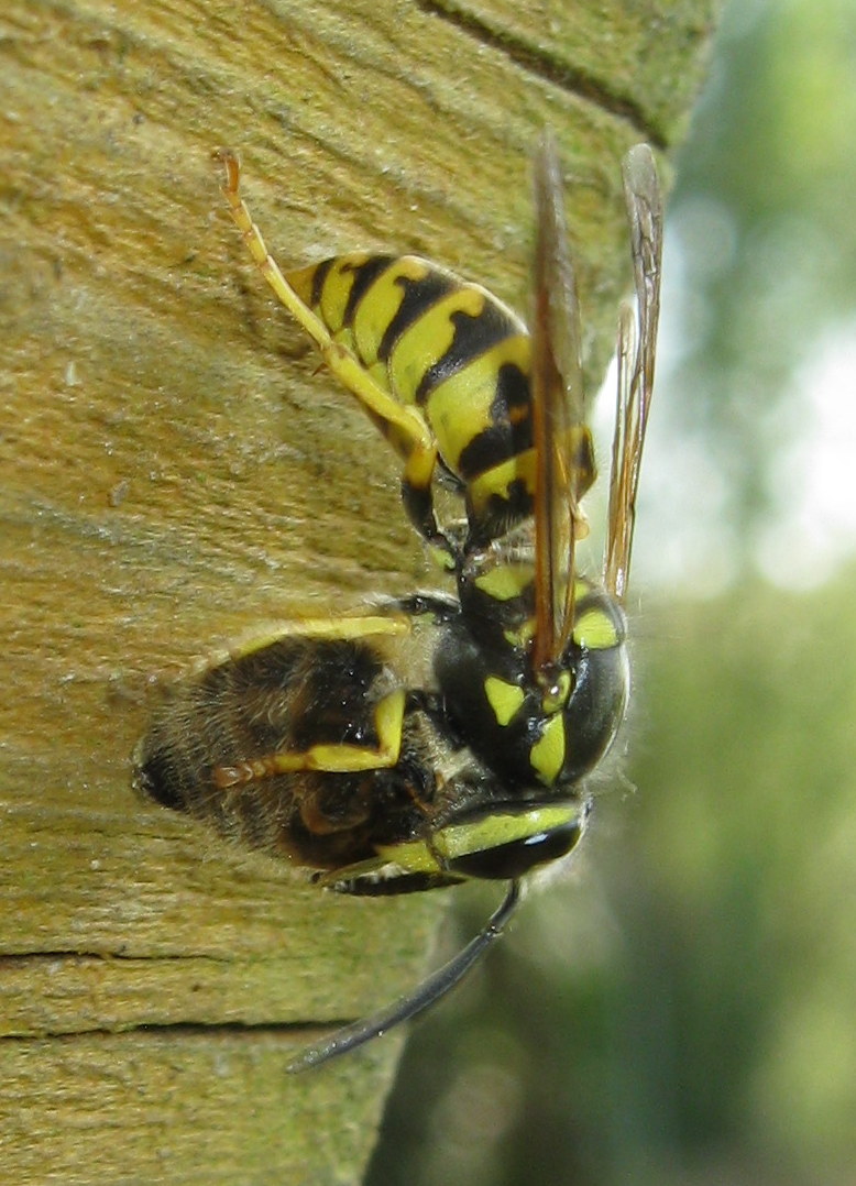 Vespula sp? preda ape