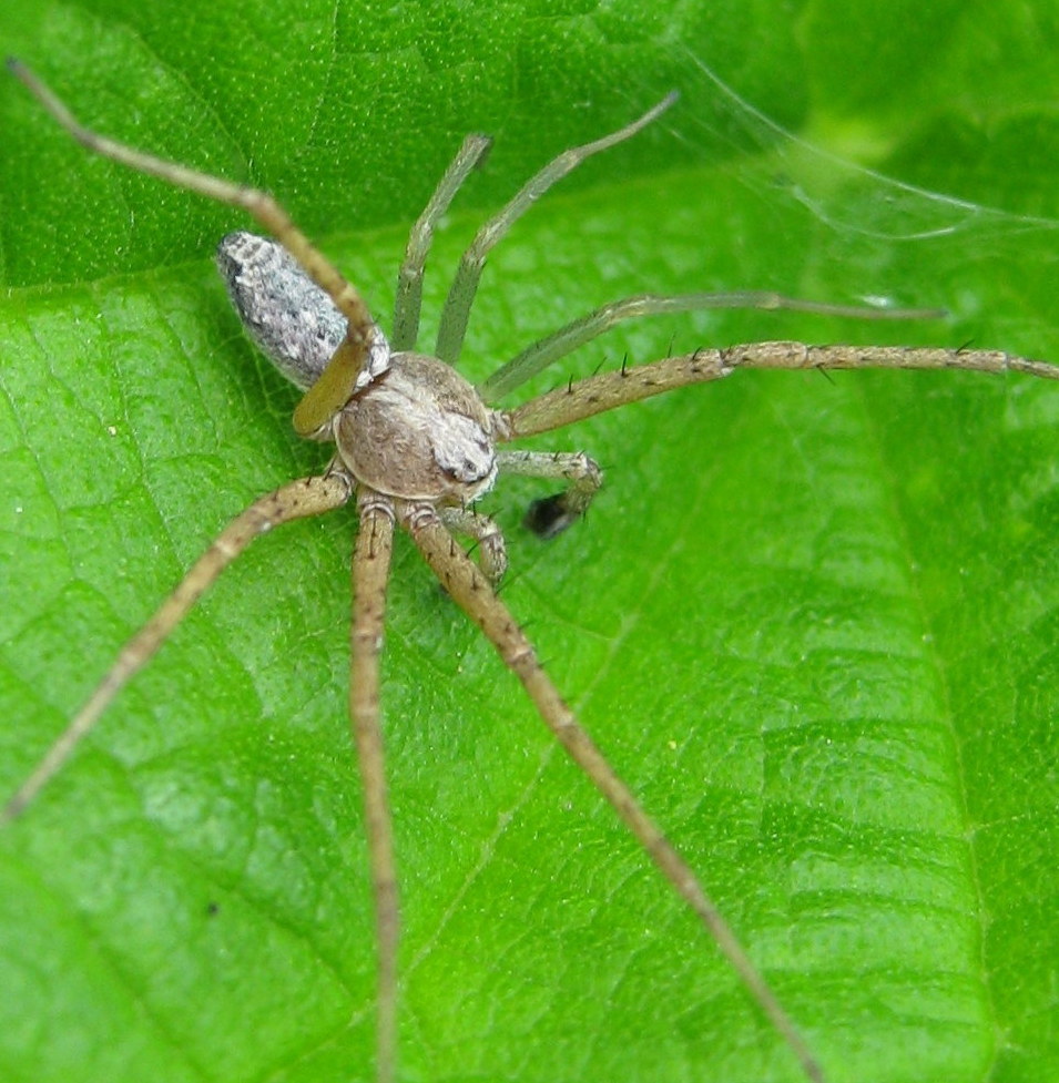 Philodromus sp.