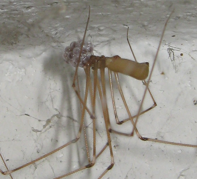 Pholcus phalangioides accoppiamento