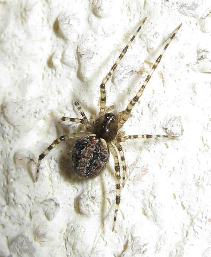 Theridion sp.