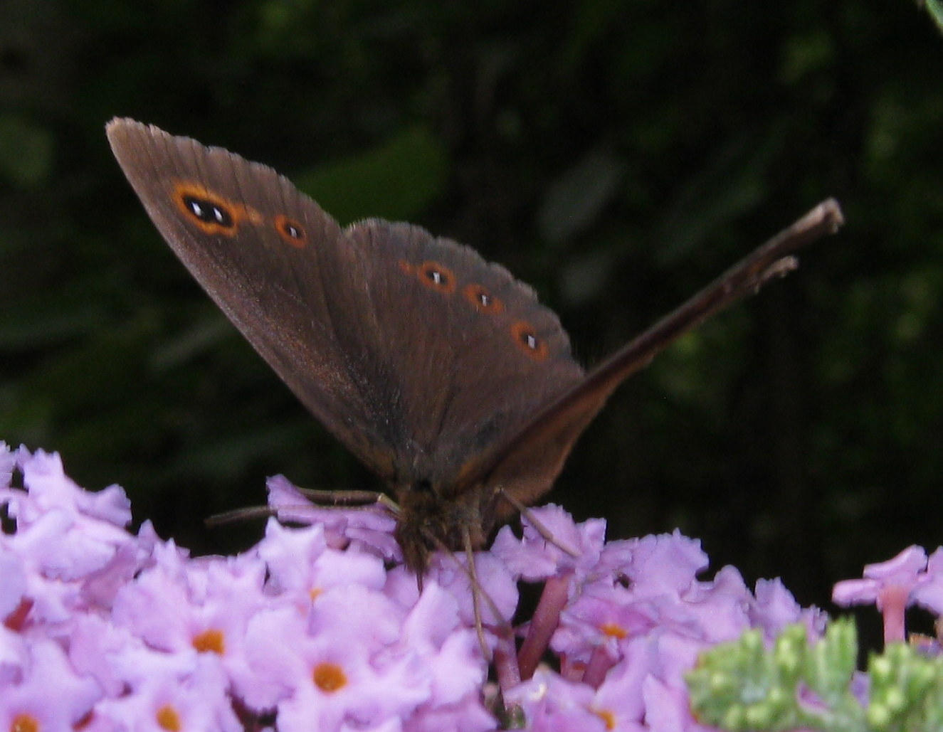 Erebia....