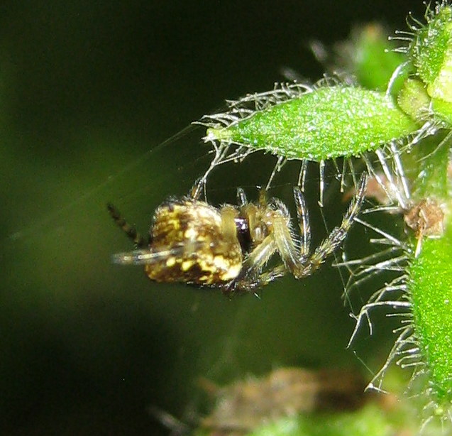 Cyclosa conica - Fiera di Primiero (TN)