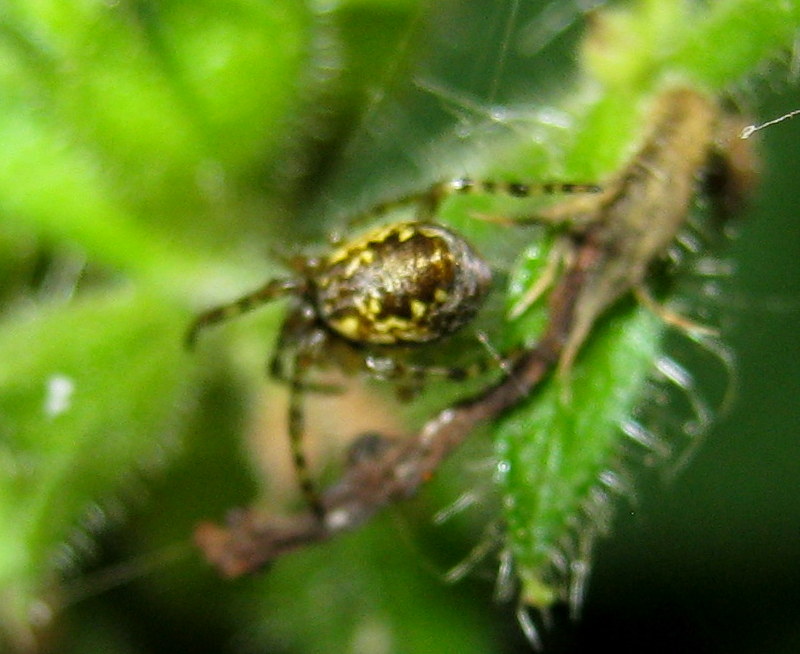 Cyclosa conica - Fiera di Primiero (TN)