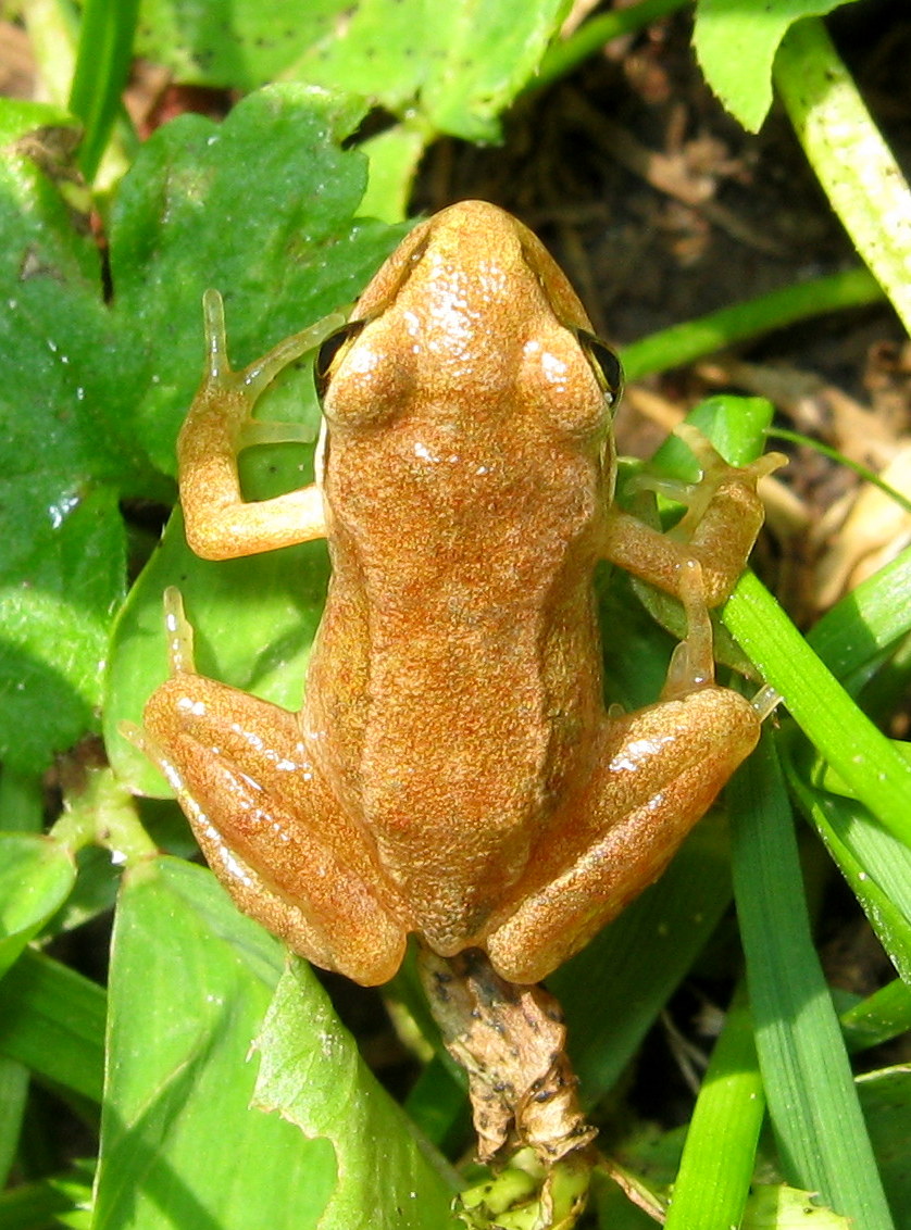 ID - Rana temporaria juv.