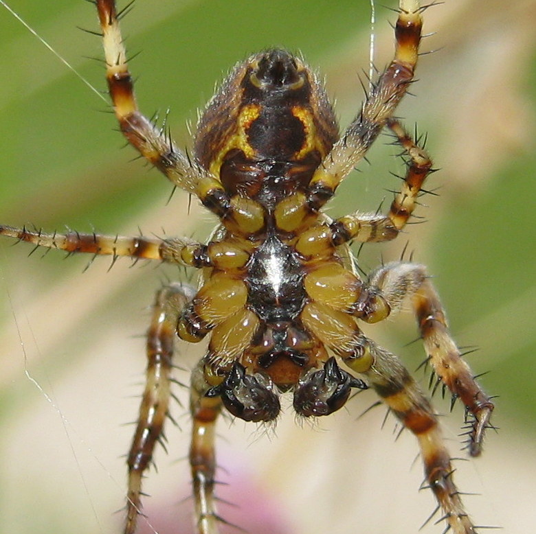 Araneus quadratus - Fiera di Primiero (TN)