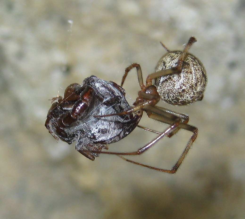 Parasteatoda tepidariorum preda piccoli scorpioni
