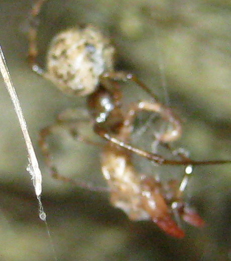 Parasteatoda tepidariorum preda piccoli scorpioni
