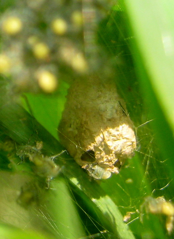 Dolomedes sp. nido e piccoli - Lughignano (TV)