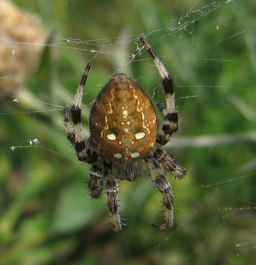 Araneus quadratus - Treviso (TV)