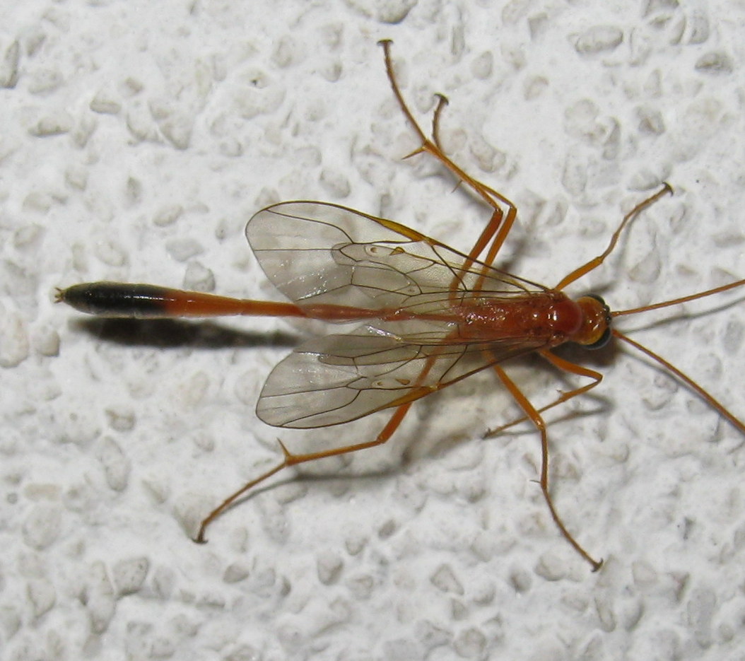 Enicospilus sp.?