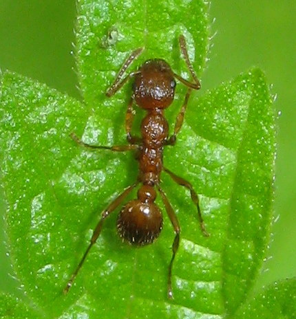 Formica rossa: forse Myrmica sp.